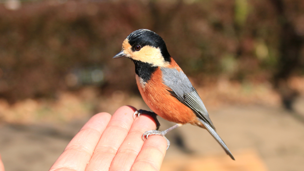代々木公園のヤマガラ