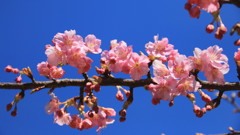 河津桜