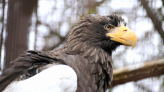 上野動物園のオオワシ