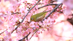 桜の花の蜜って、美味しいのかな？