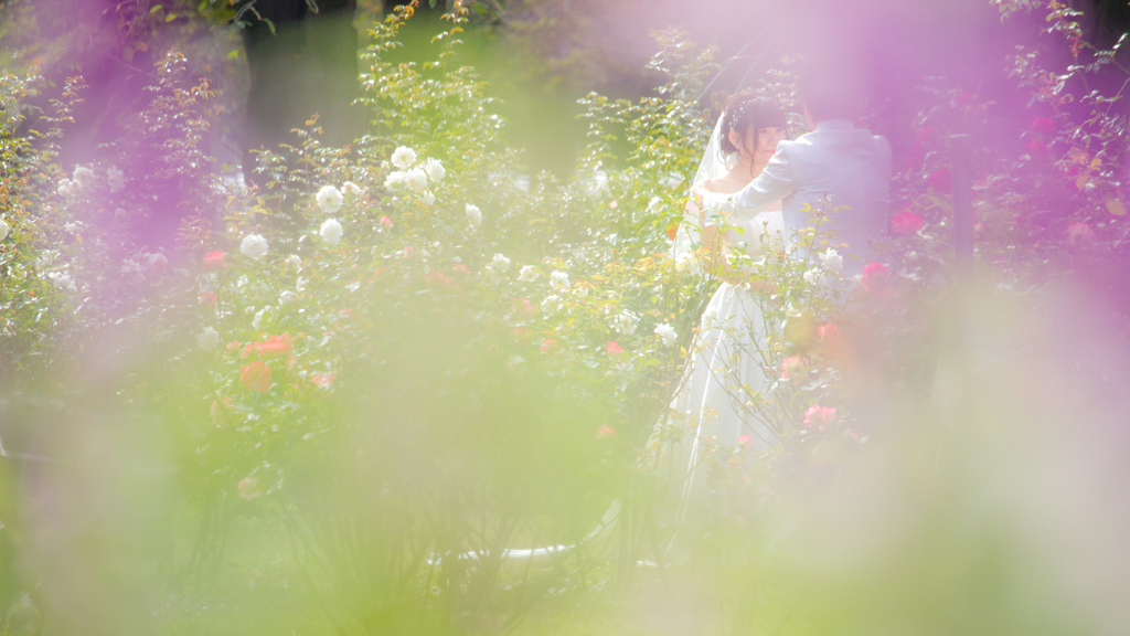 代々木公園・薔薇の花壇