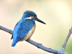 日比谷公園のカワセミちゃん