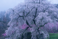 本郷の瀧桜（又兵衛桜）