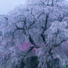 本郷の瀧桜（又兵衛桜）