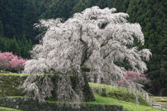 本郷の瀧桜（又兵衛桜）