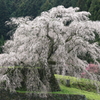 本郷の瀧桜（又兵衛桜）