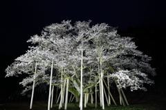 根尾の薄墨桜