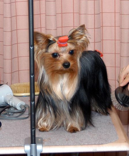 1622611_524783504309738_772402355_n