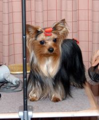 1622611_524783504309738_772402355_n