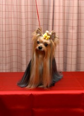 愛称　タイガ－君