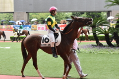 小倉競馬場パドック