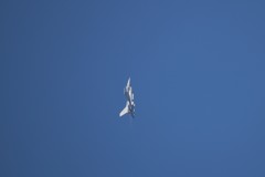 芦屋基地航空祭2016　Ｆ－１６　岩国基地から　9