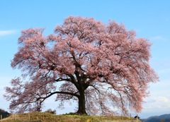 王仁塚の桜