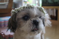 シロツメクサの花冠