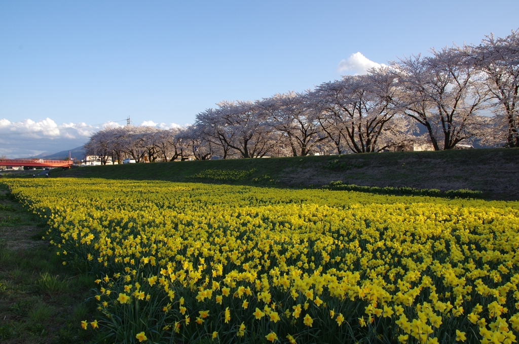 桜並木