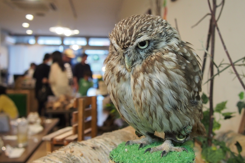 野生の眼