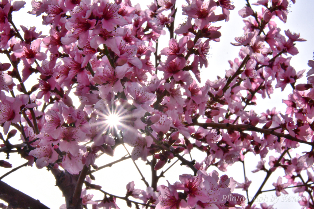 桃の花
