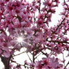 桃の花