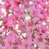 桃の花