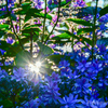 紫陽花