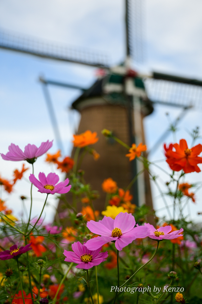 コスモス畑～佐倉ふるさと広場～