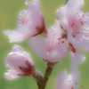 桃の花