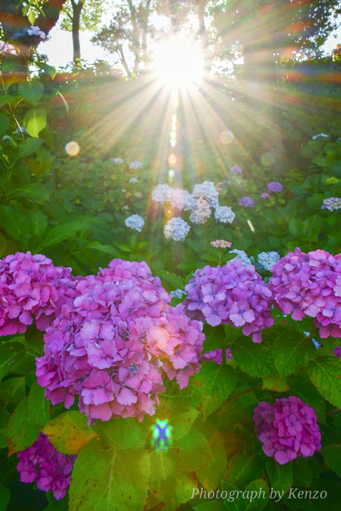 紫陽花