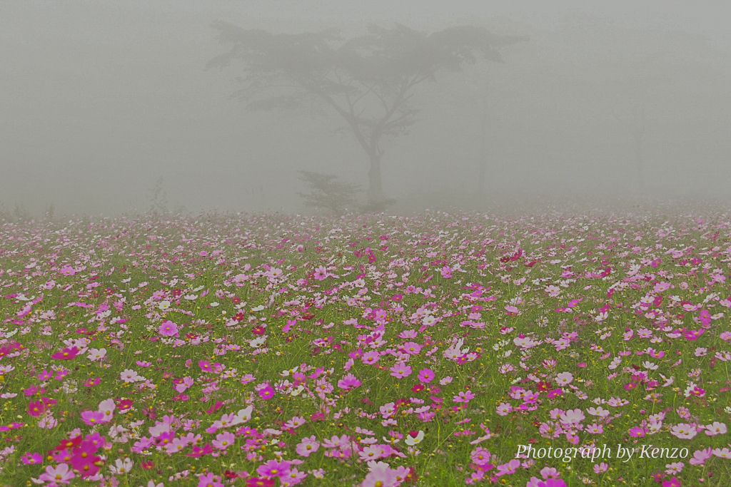 霧に包まれた秋桜～内山牧場～