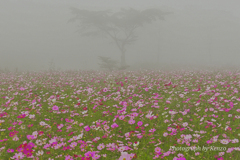 霧に包まれた秋桜～内山牧場～