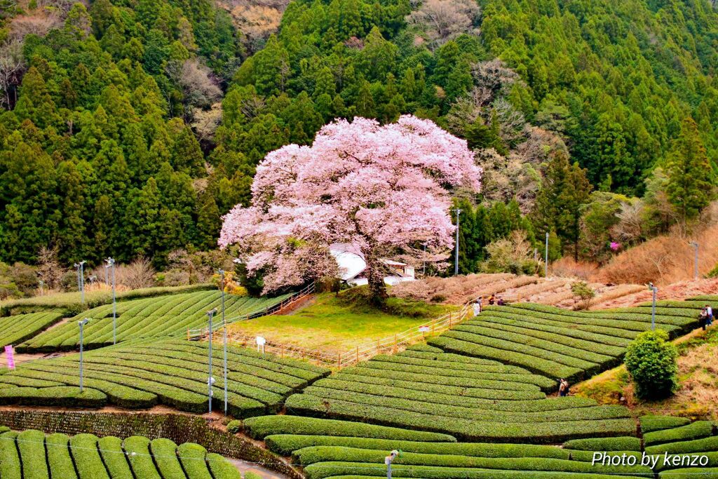 result_1585654989744