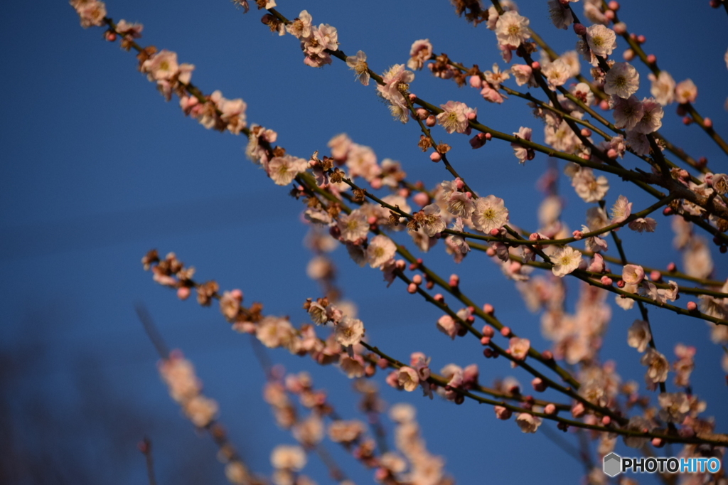 日本平に咲く桜