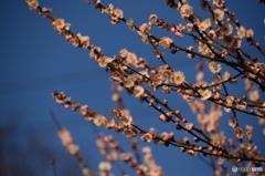 日本平に咲く桜
