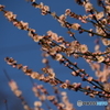 日本平に咲く桜