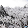 樹氷