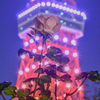 薔薇と東京タワー
