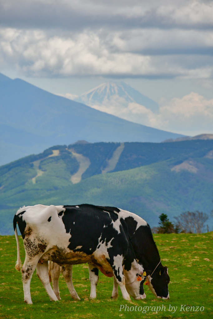 美ヶ原牧場から眺めた富士山