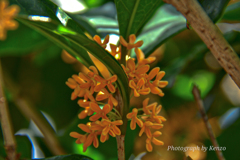 金木犀の甘い香り
