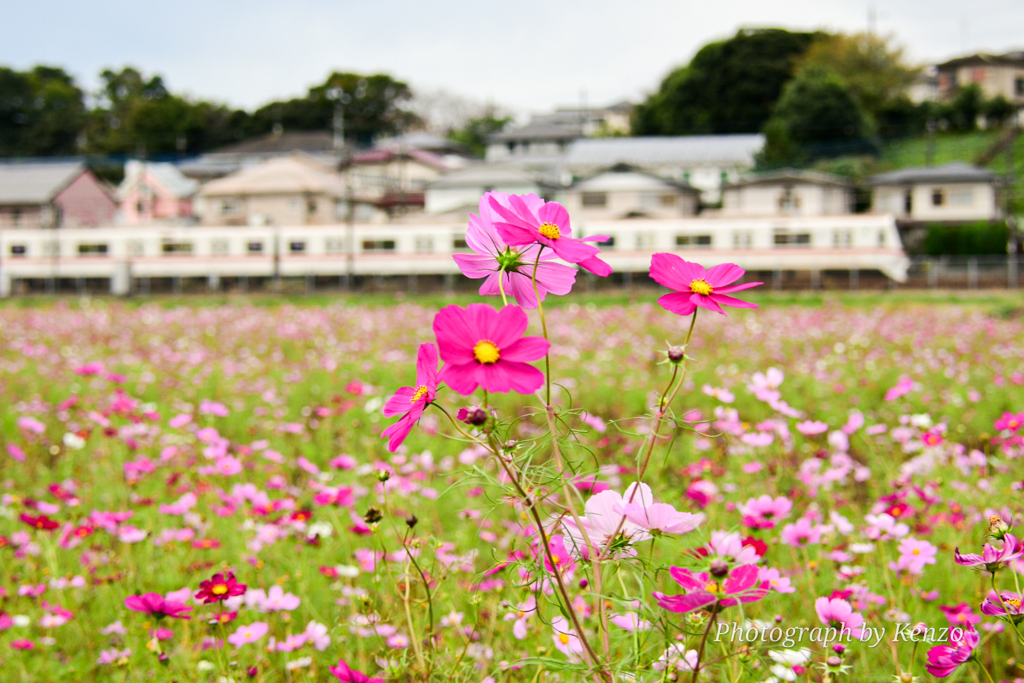 コスモス畑～佐倉ふるさと広場～