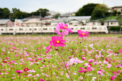 コスモス畑～佐倉ふるさと広場～