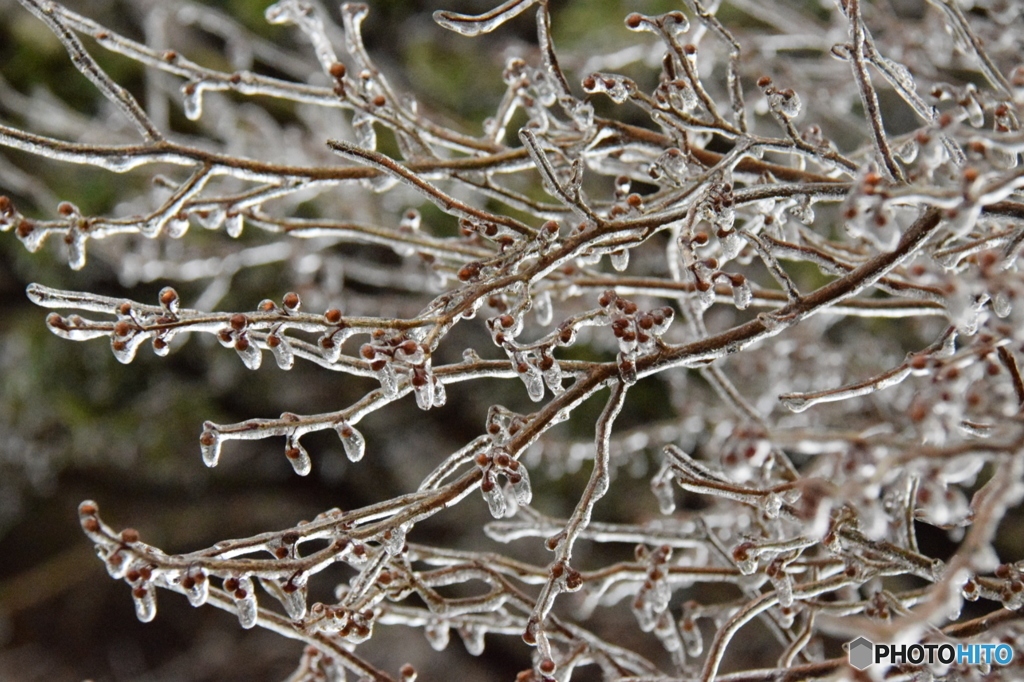 樹氷溶けの新芽が待ち遠しい