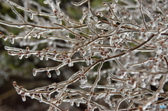 樹氷溶けの新芽が待ち遠しい