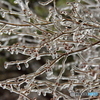 樹氷溶けの新芽が待ち遠しい
