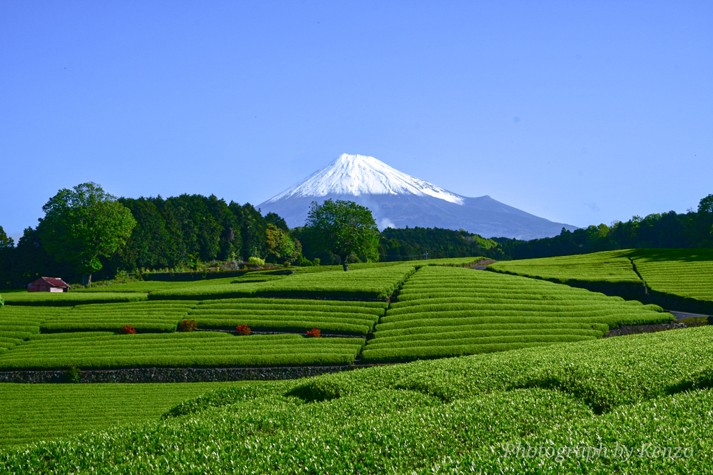 新緑の茶畑