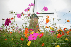 コスモス畑～佐倉ふるさと広場～