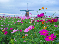 コスモス畑～佐倉ふるさと広場～