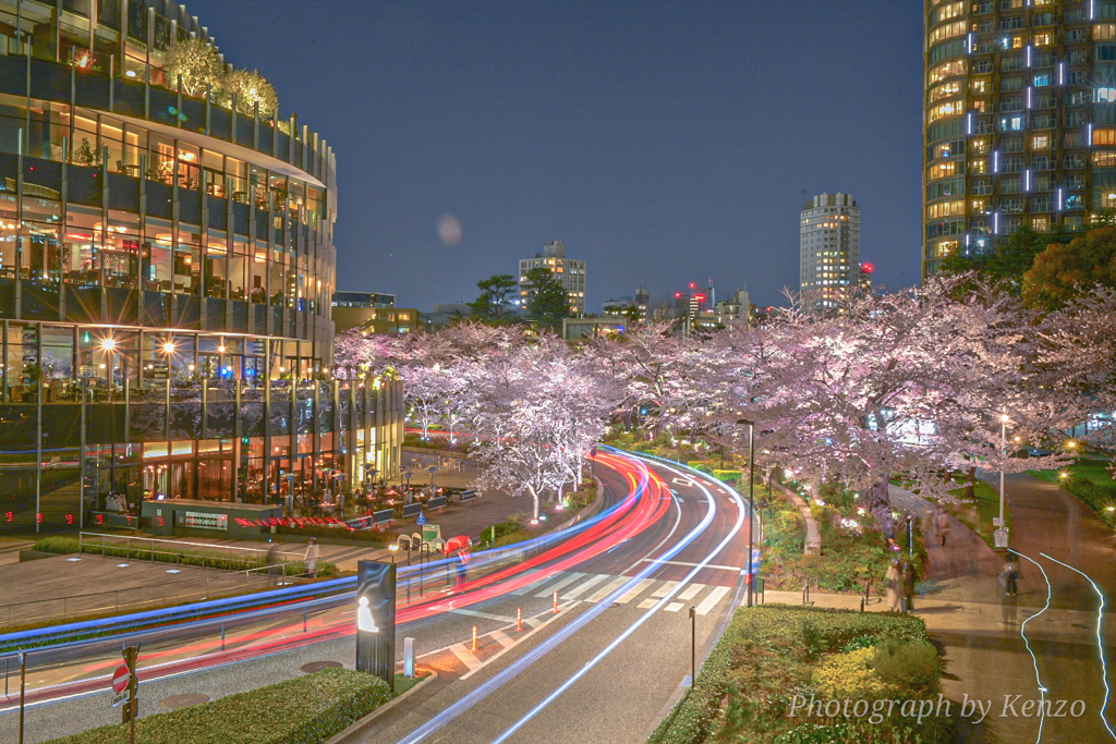 都心の夜桜ライトアップ