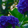 紫陽花