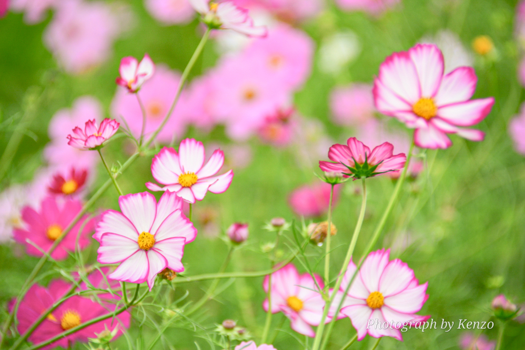 コスモス畑～佐倉ふるさと広場～