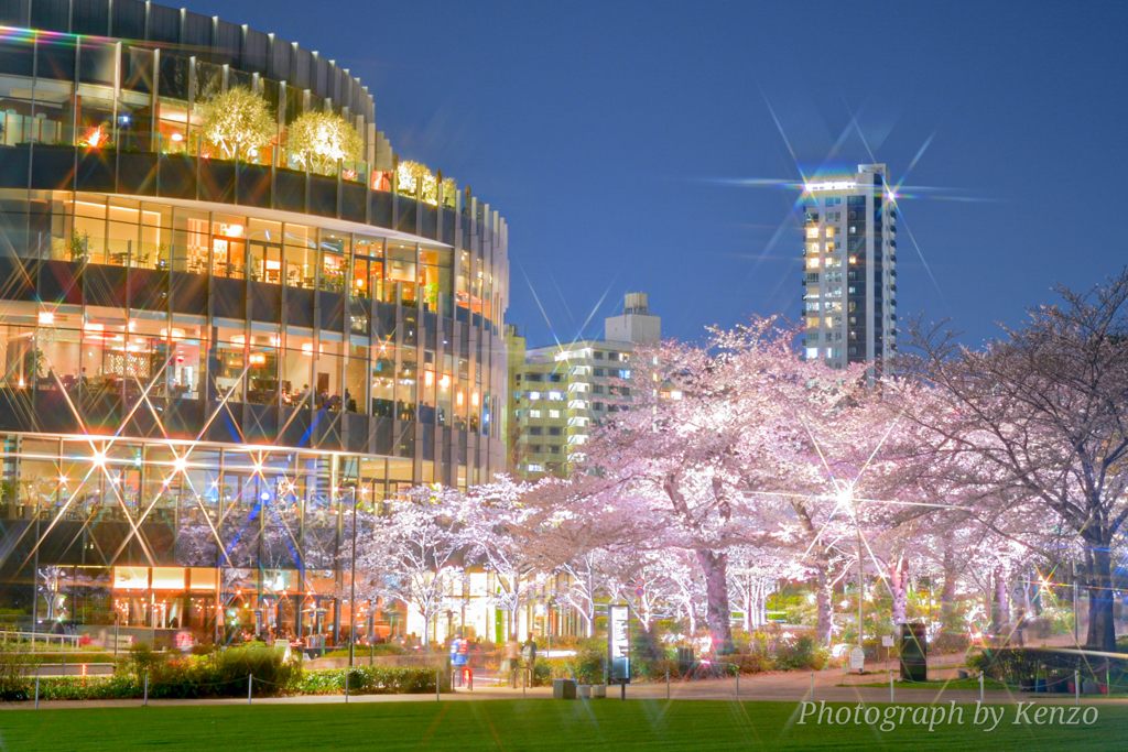 都心の夜桜ライトアップ