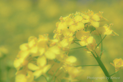 桃源郷菜の花畑